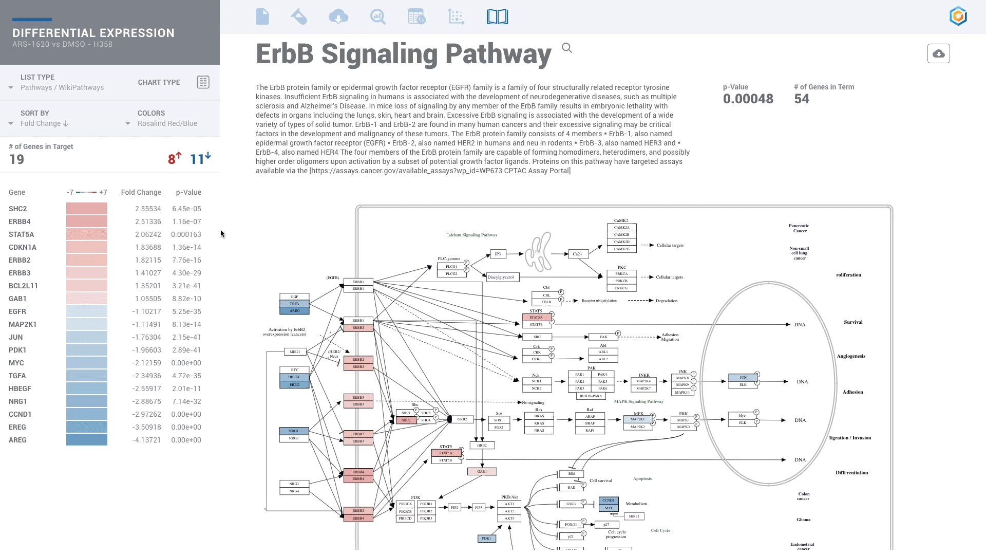 Exploring Expression in ErbB Signaling Pathway