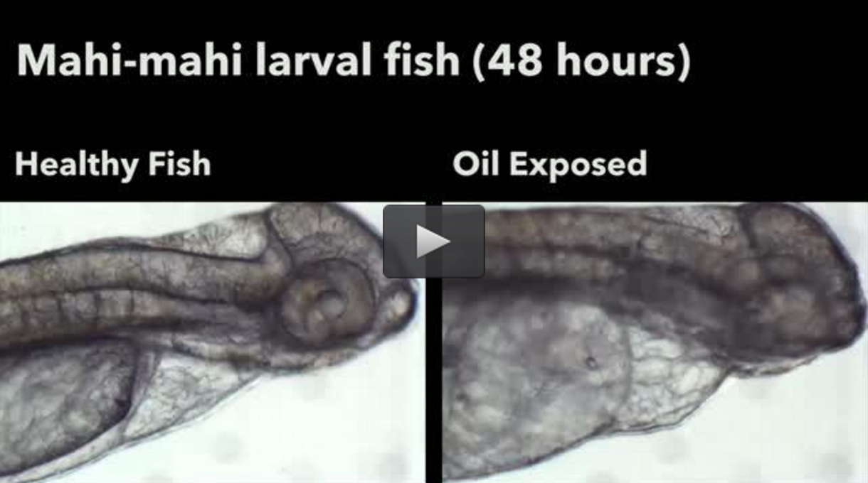 Weathered_oil_from_DW_Horizon_spill_may_threaten_fish_embryos_and_larvae_development___EurekAlert__Science_News.png